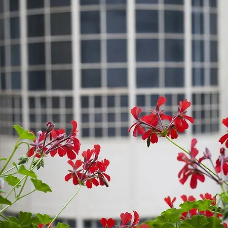 Ariel Close To St. Stephen Basilica * Budapest