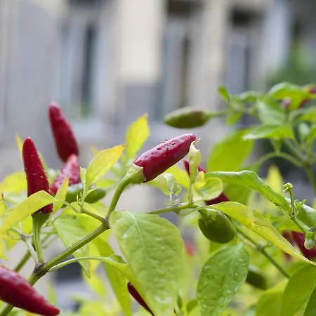 Ariel Close To St. Stephen Basilica 아파트 *